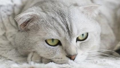 爱游戏官网-高校篮球比赛引入战术挑战机制加强赛事策略性，篮球比赛大学