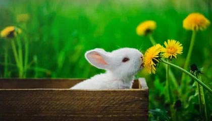 爱游戏官网-高校篮球比赛引入战术挑战机制加强赛事策略性，篮球比赛大学